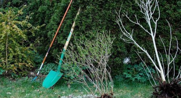 Jak správně zasadit jabloň, pokud je podzemní voda blízko, výběr odrůdy a pravidla péče